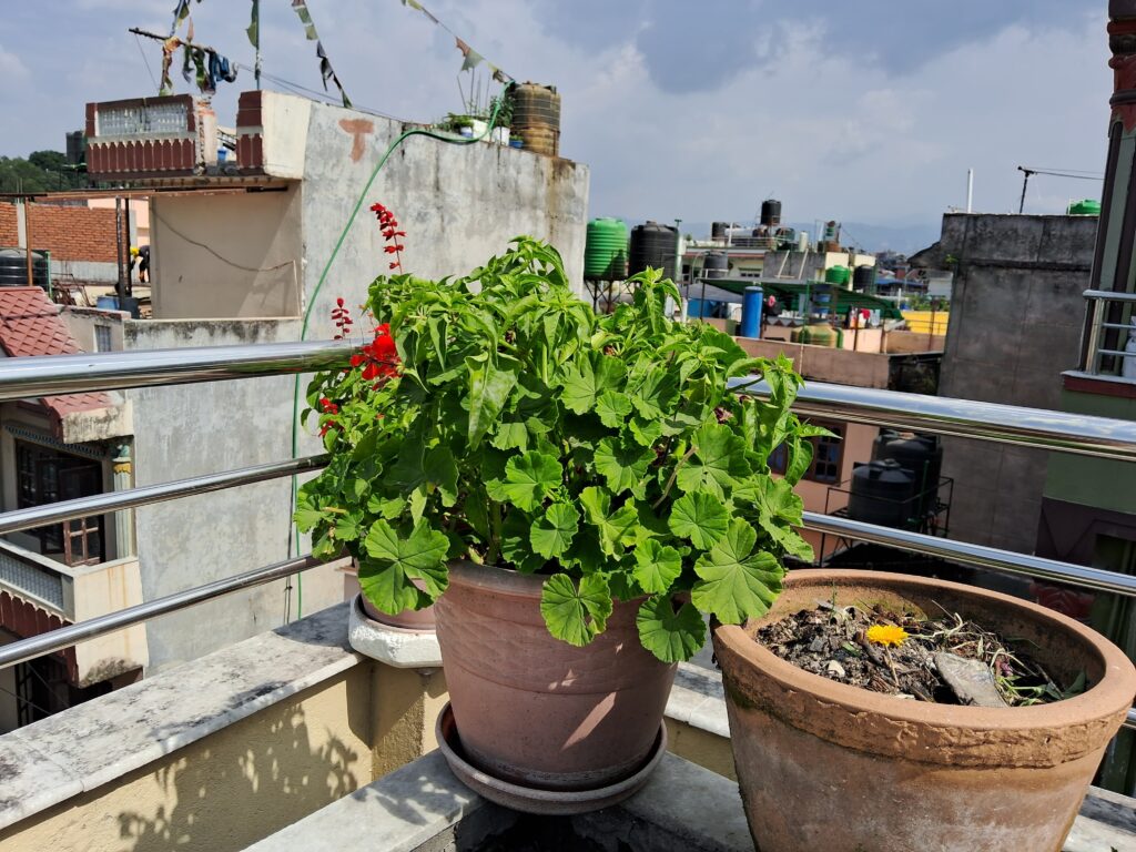 Samsung Galaxy M14 Full Review-camera samples